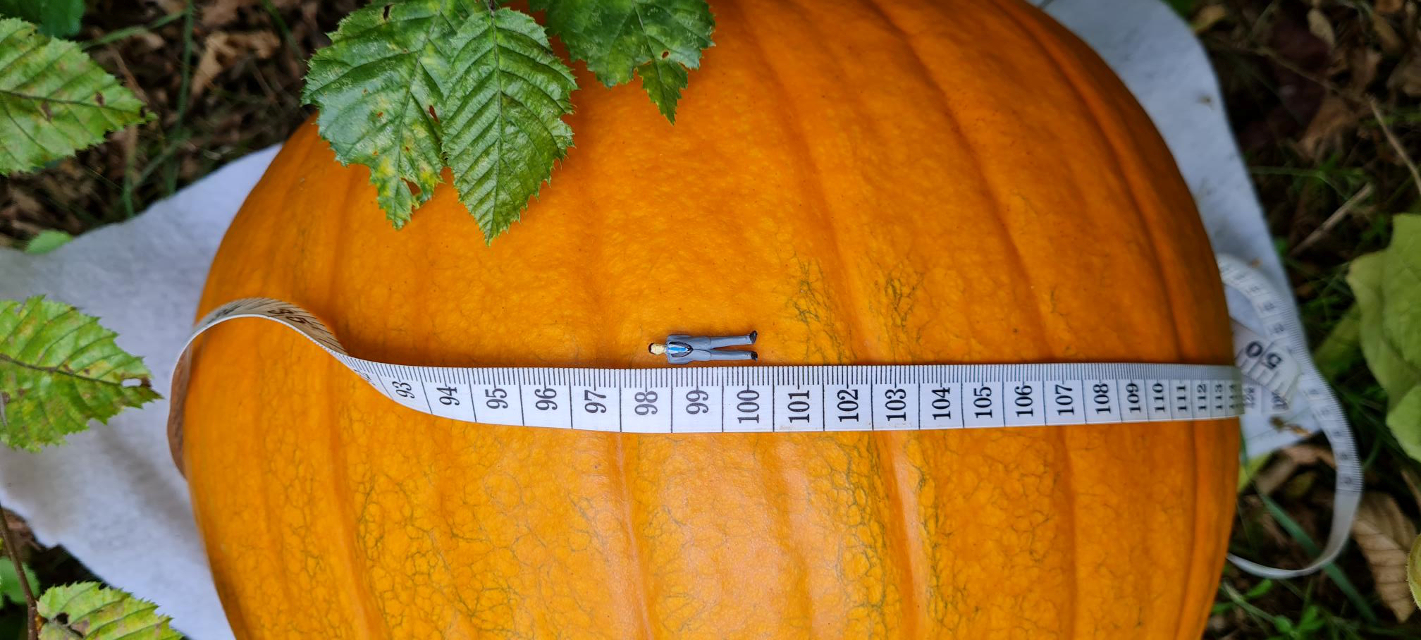 2025 schugaagkuebi 001 xxx