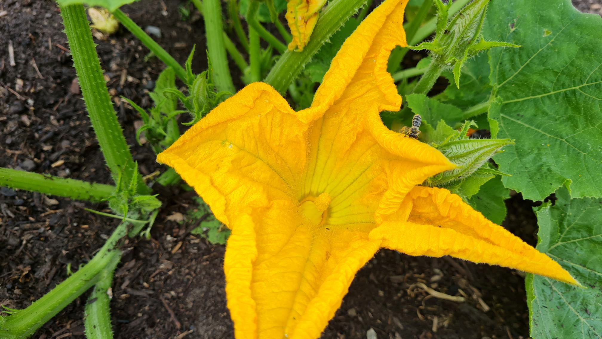 2025 schugaagkuebi 003 xxx